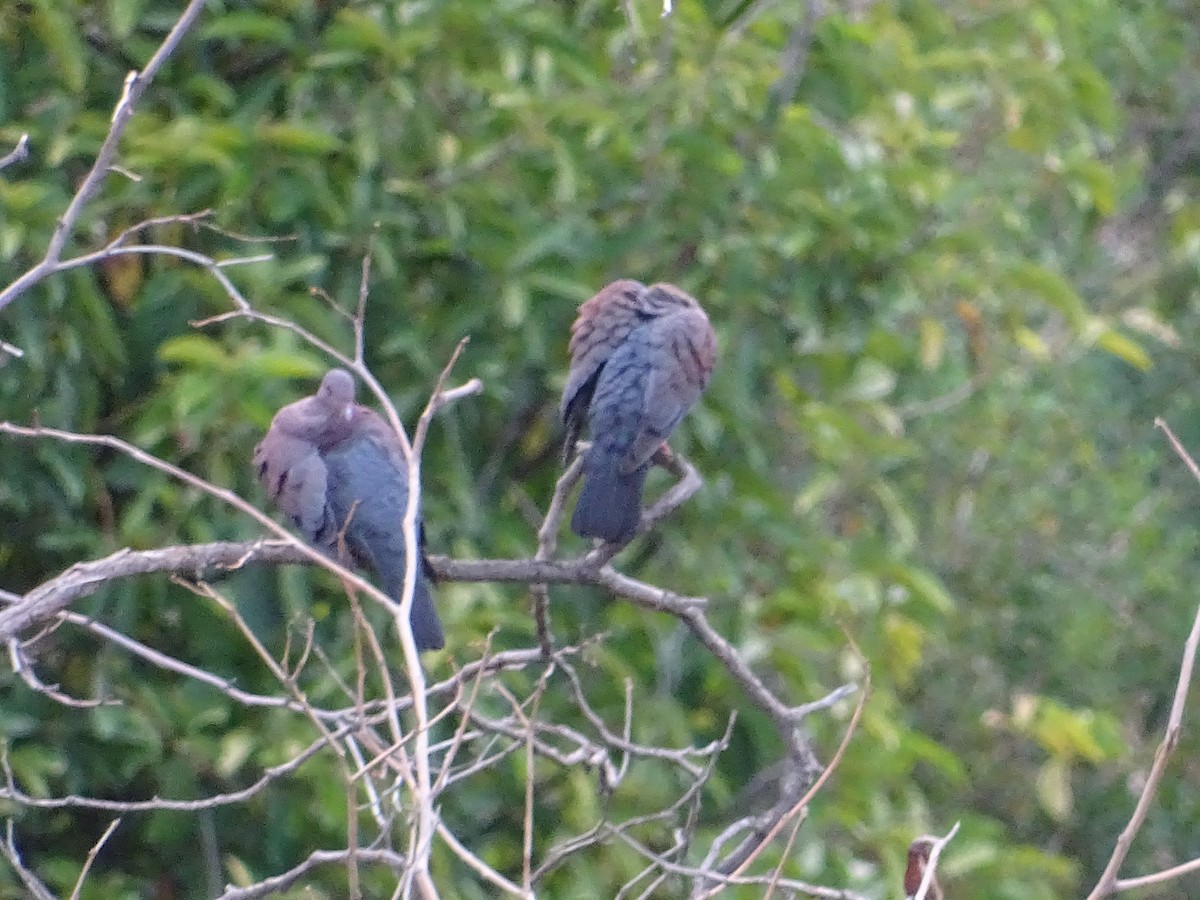 Peruvian Pigeon - ML100429781