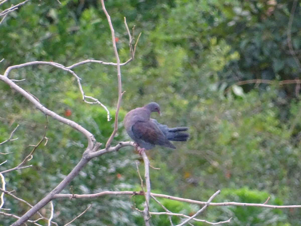 Peruvian Pigeon - ML100430061