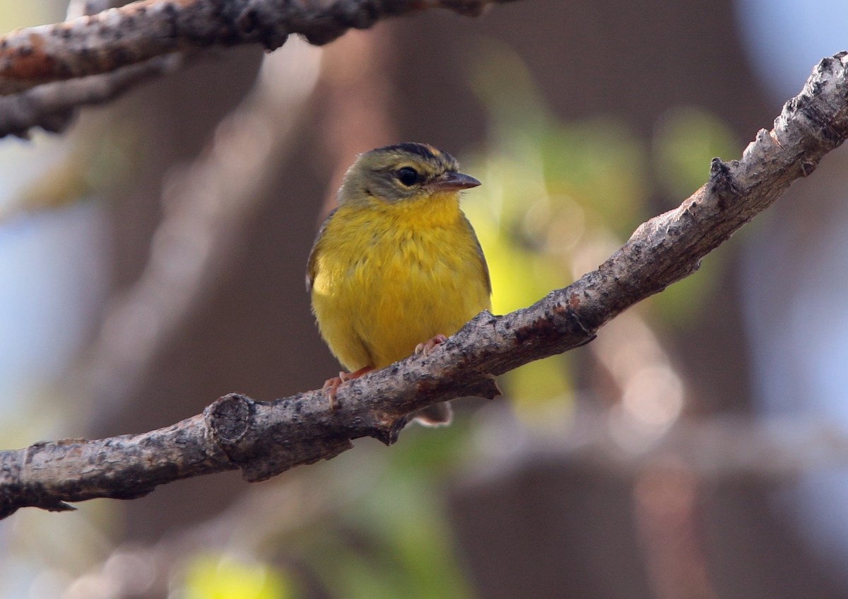 Golden-crowned Warbler - ML100430481