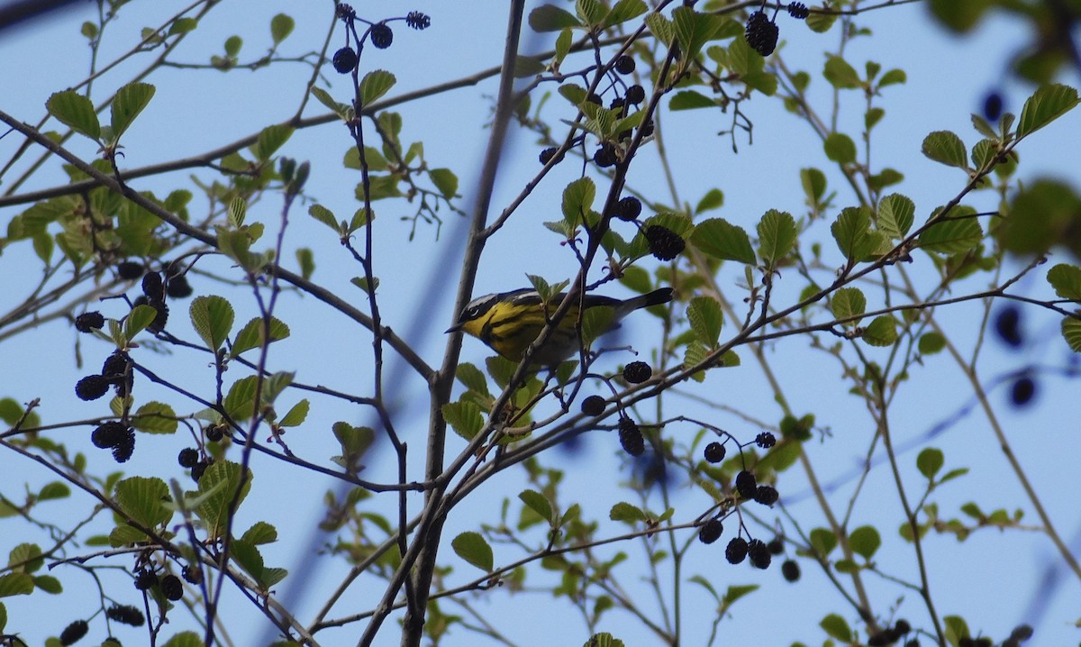 Magnolia Warbler - ML100431051