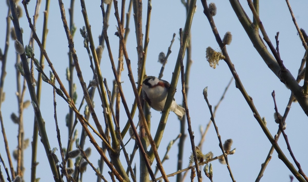 Chestnut-sided Warbler - ML100431111