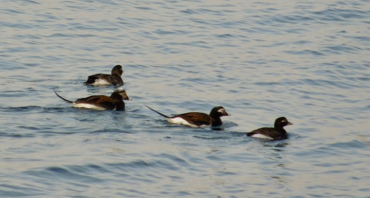 Long-tailed Duck - ML100431191