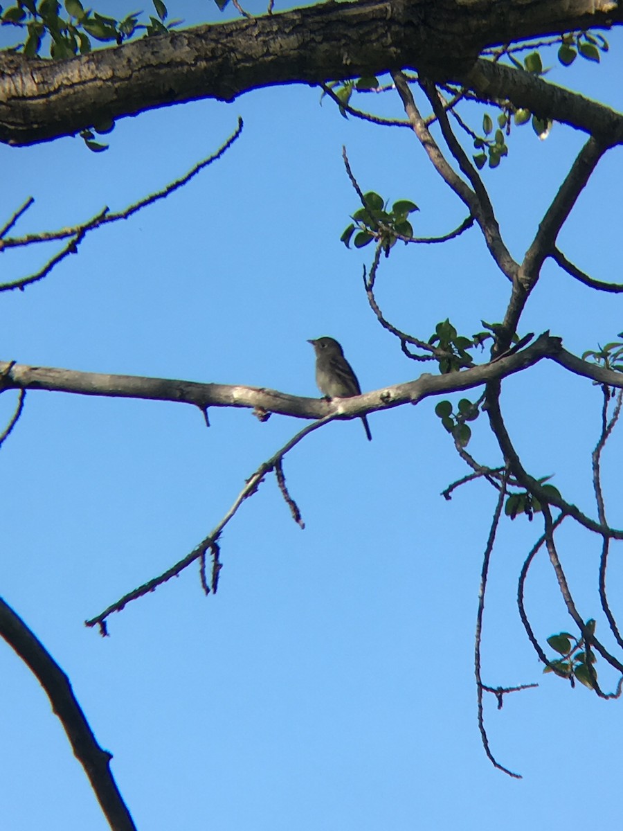 Least Flycatcher - Alexander Garner