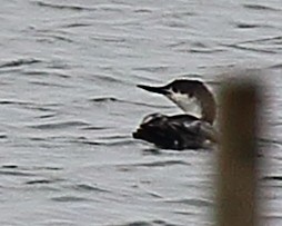 Red-throated Loon - ML100432891