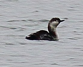 Red-throated Loon - ML100432901