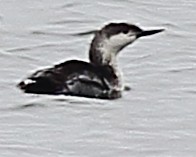 Red-throated Loon - ML100432911