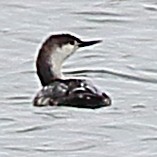 Red-throated Loon - ML100433071