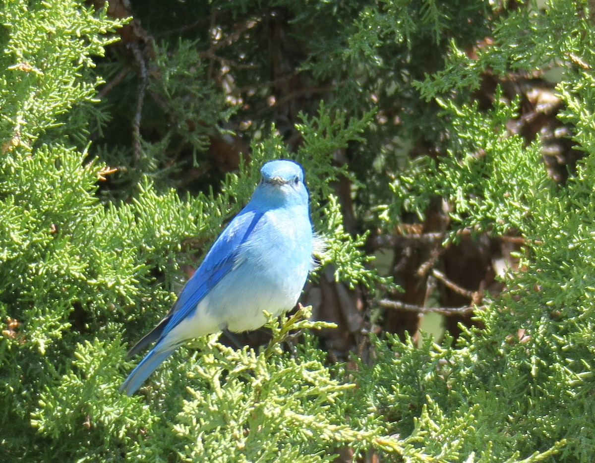Mountain Bluebird - Char Corkran