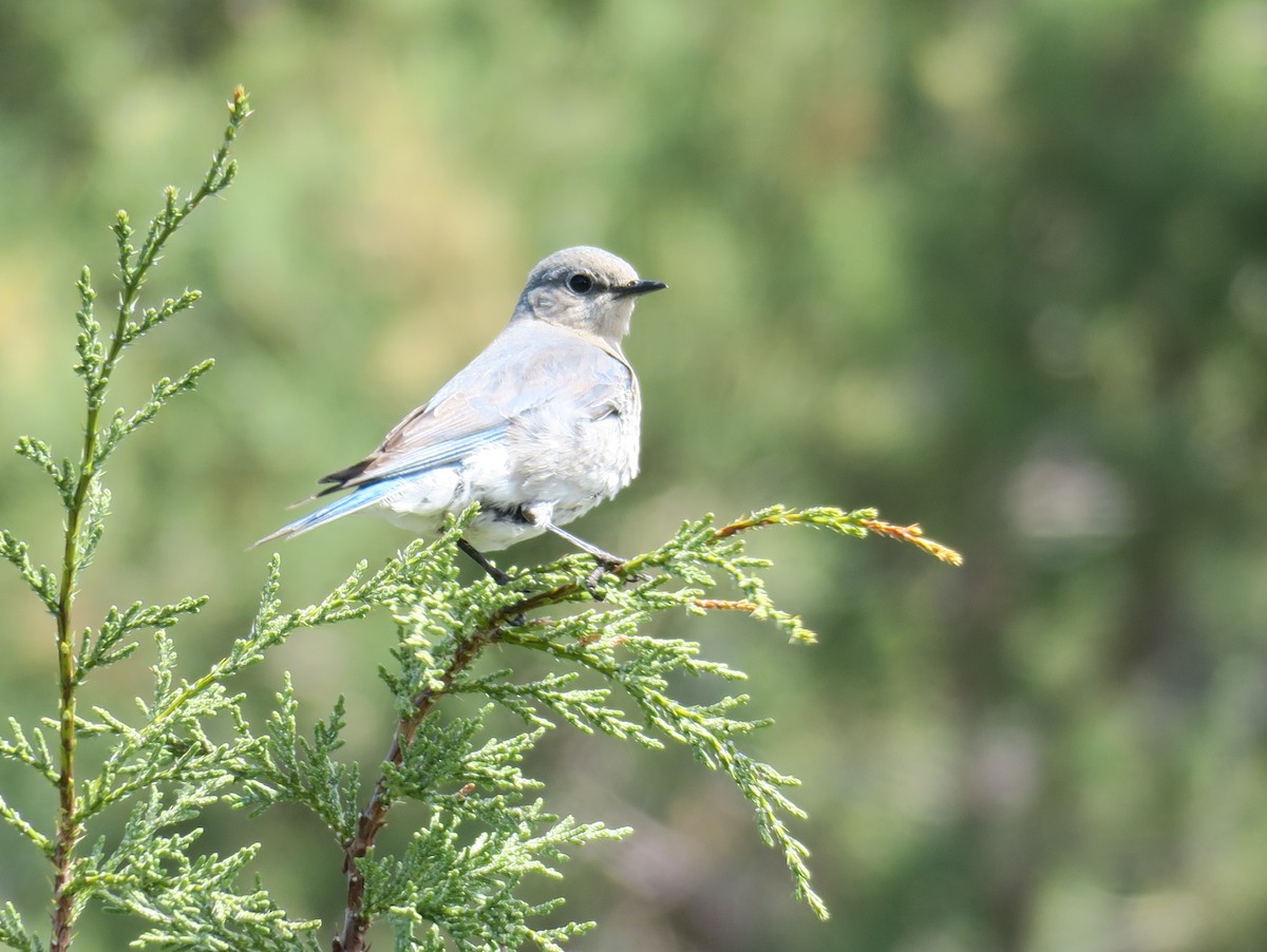 Mountain Bluebird - Char Corkran