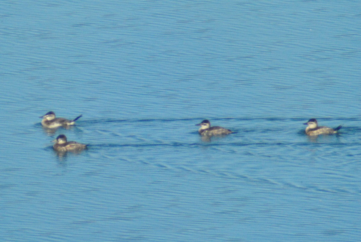 Ruddy Duck - ML100436381