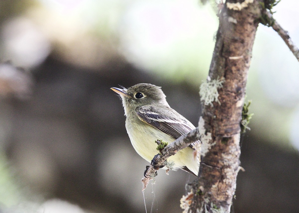 Western Flycatcher (Pacific-slope) - ML100437561