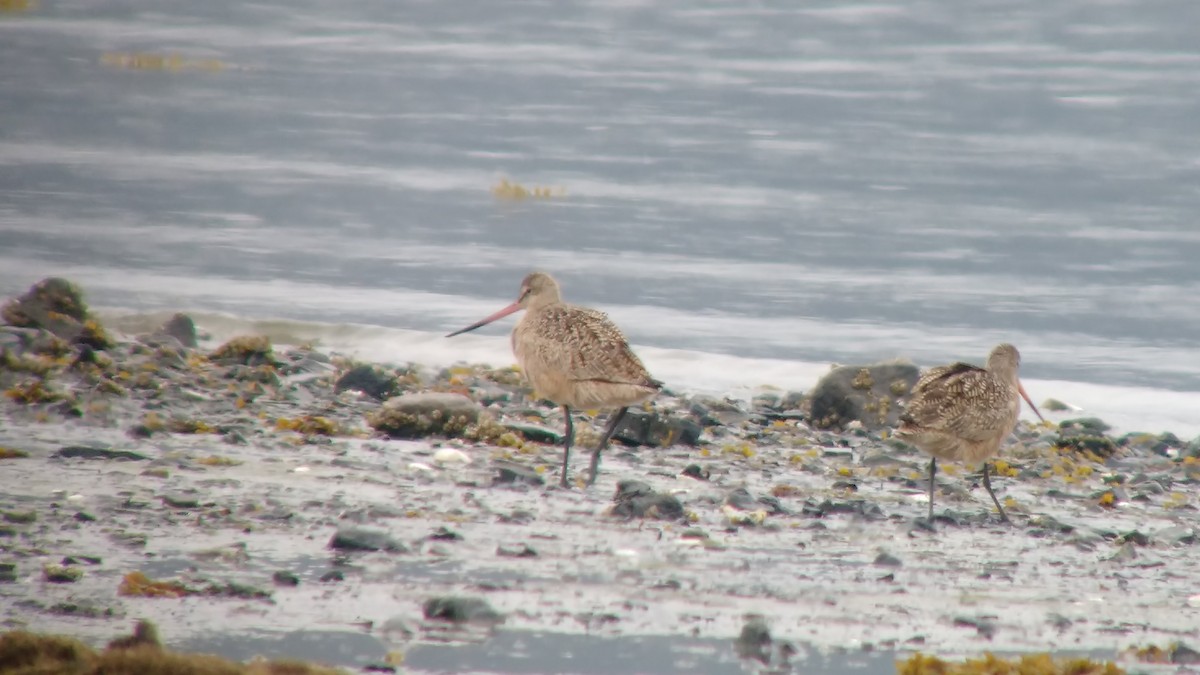 Marbled Godwit - Aaron Bowman