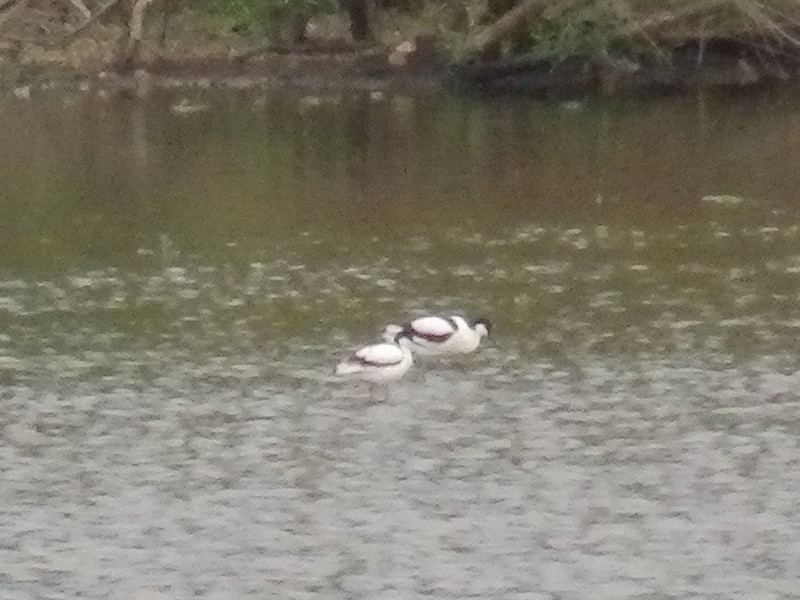 Pied Avocet - ML100440221