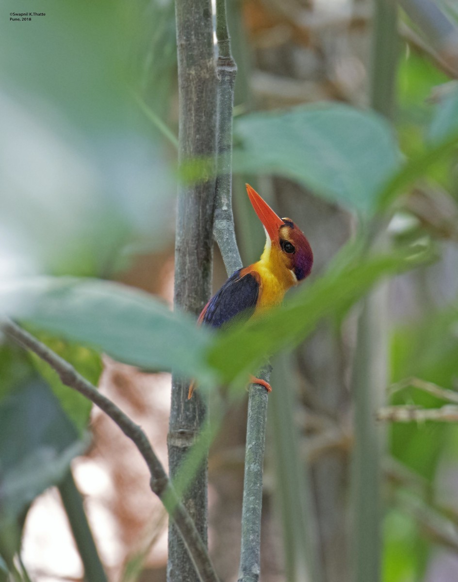 Black-backed Dwarf-Kingfisher - ML100440281