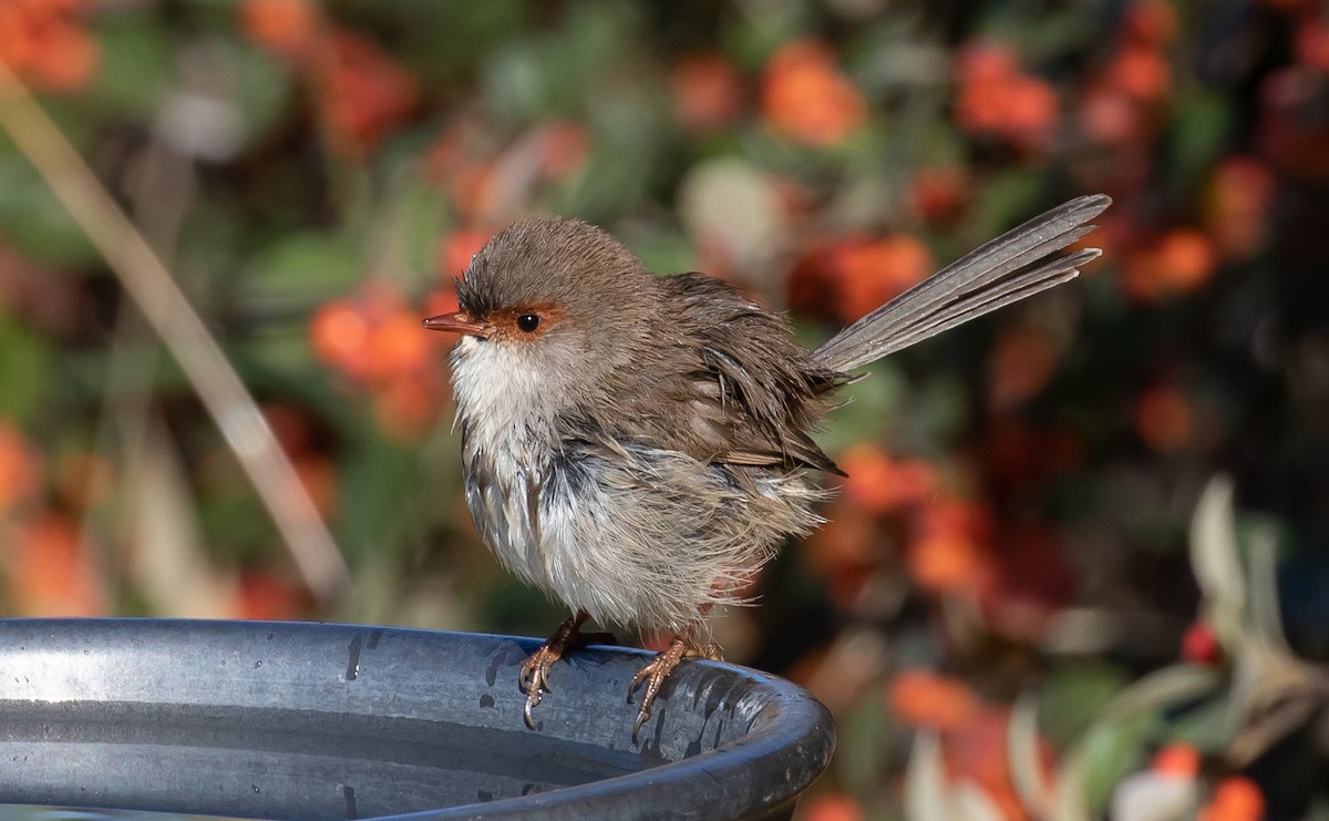 Superb Fairywren - shorty w