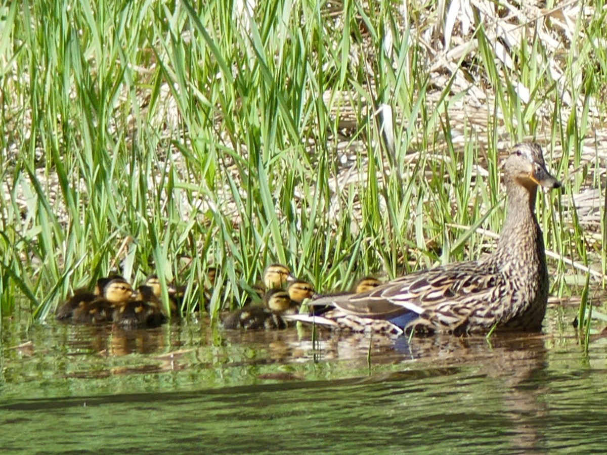 Mallard - ML100440471