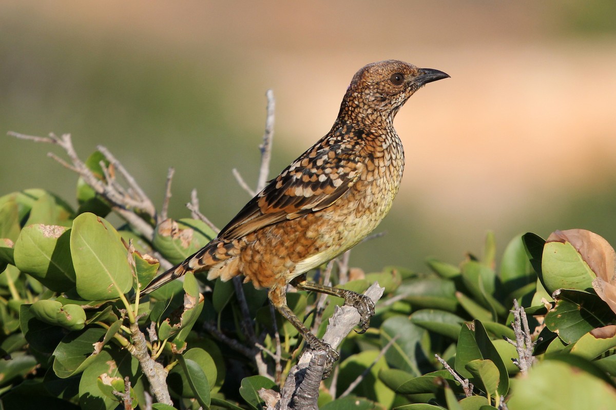 Western Bowerbird - Ray Turnbull