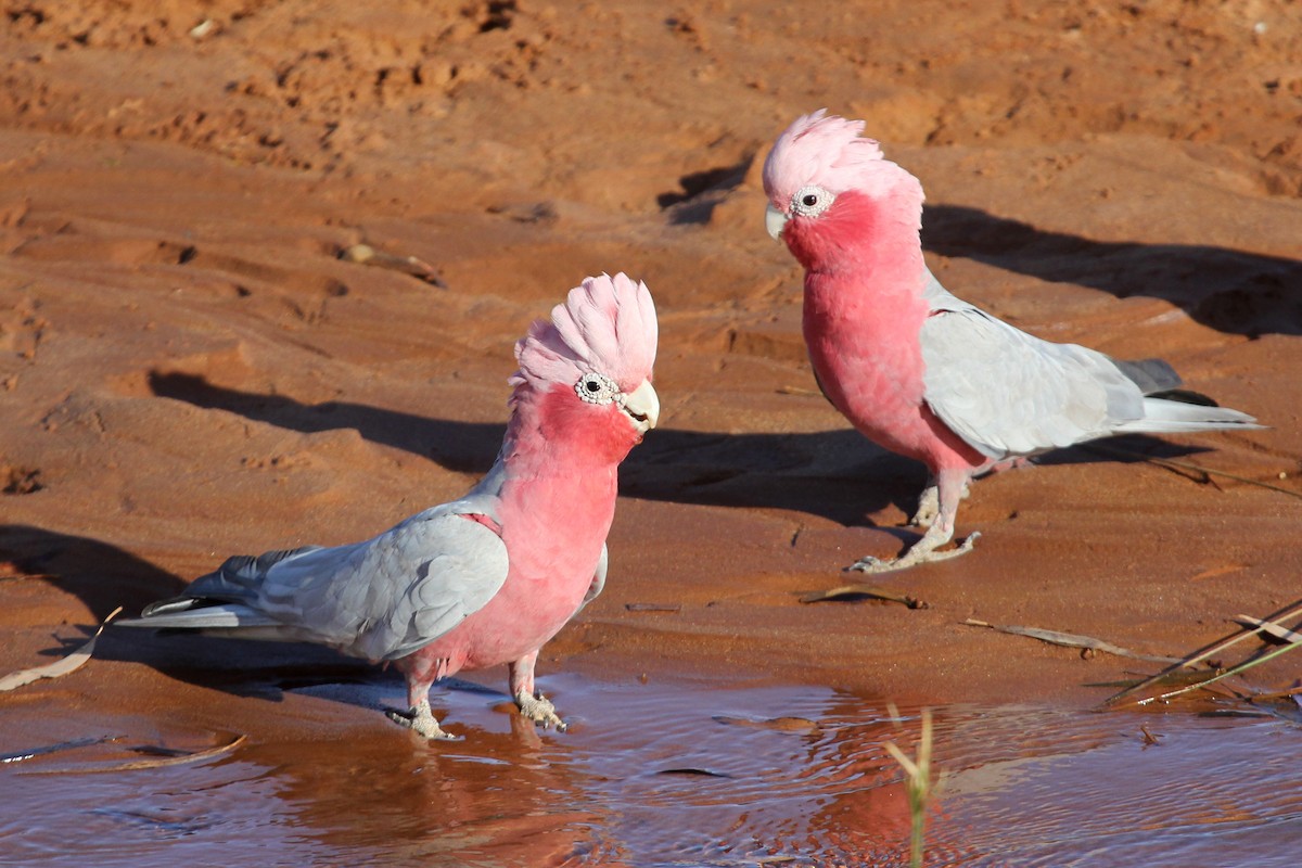 Galah - ML100441021