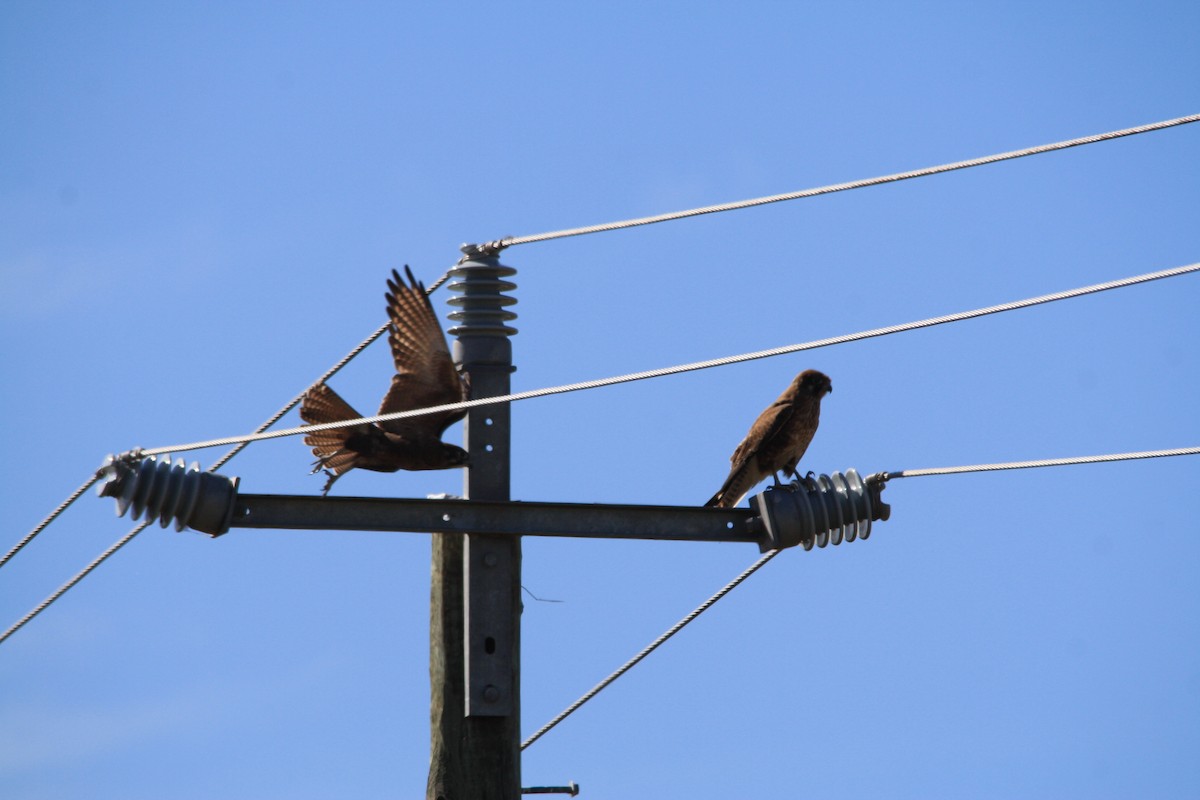 Brown Falcon - ML100443771