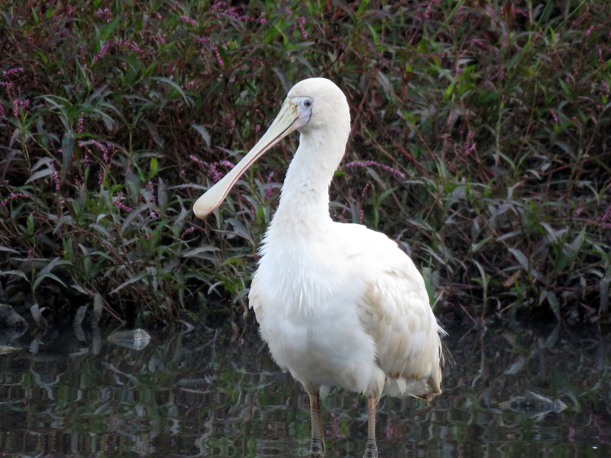 Yellow-billed Spoonbill - ML100443911