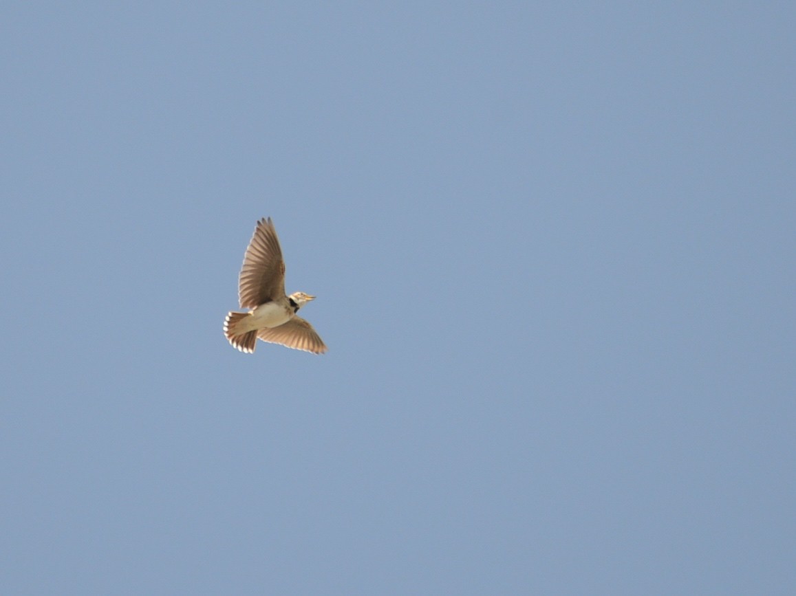 Bimaculated Lark - Alan Van Norman