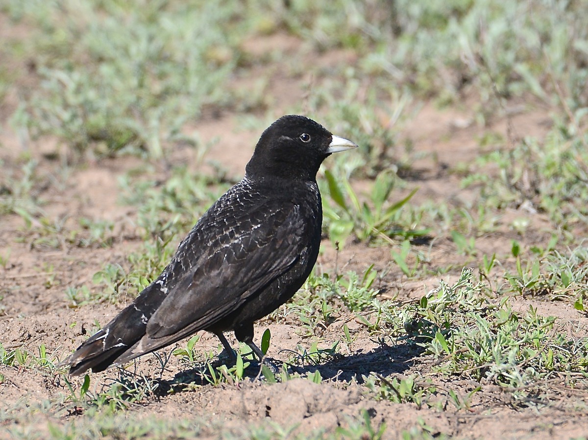 Calandria Negra - ML100445441