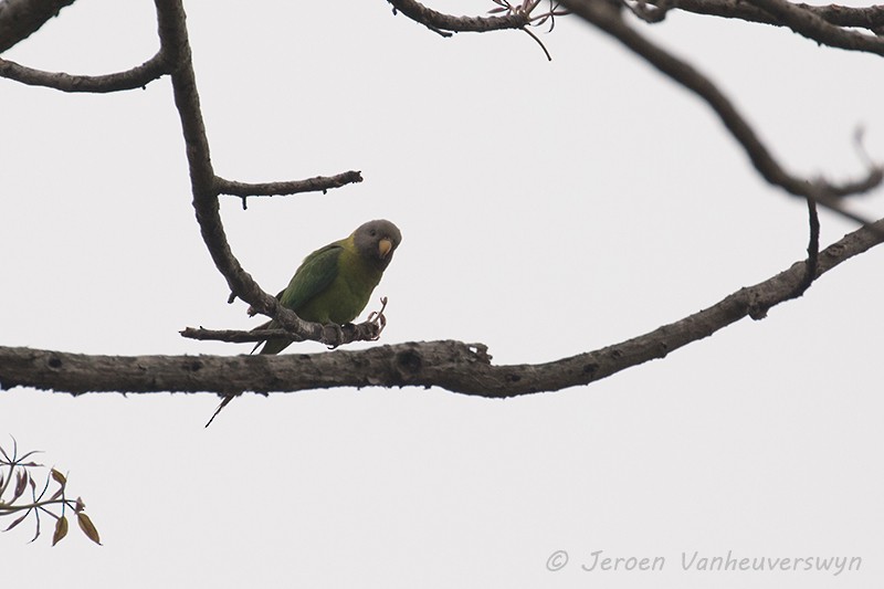 Plum-headed Parakeet - ML100446071