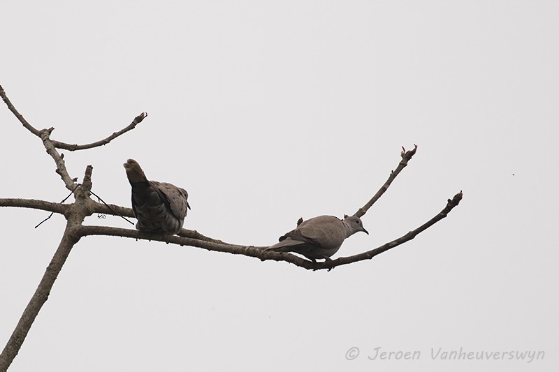 Eurasian Collared-Dove - ML100446821