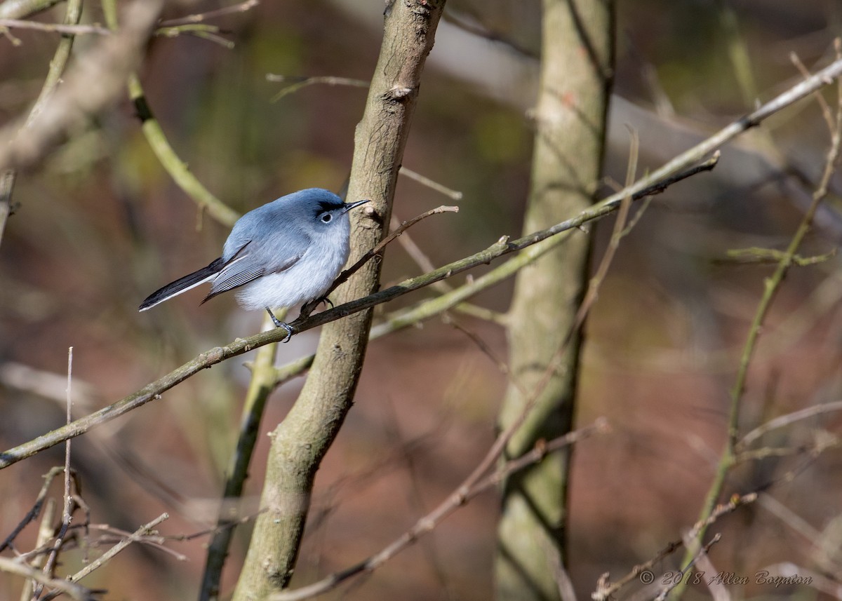 Blue-gray Gnatcatcher - ML100447051