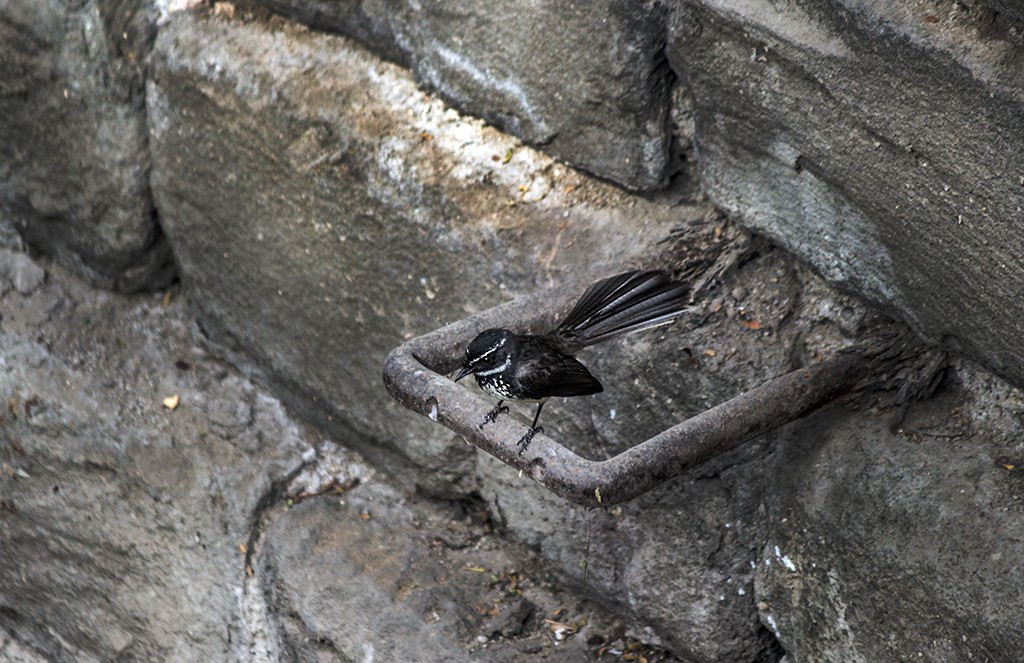 Spot-breasted Fantail - ML100447251