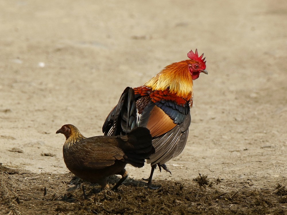 Red Junglefowl - ML100447351