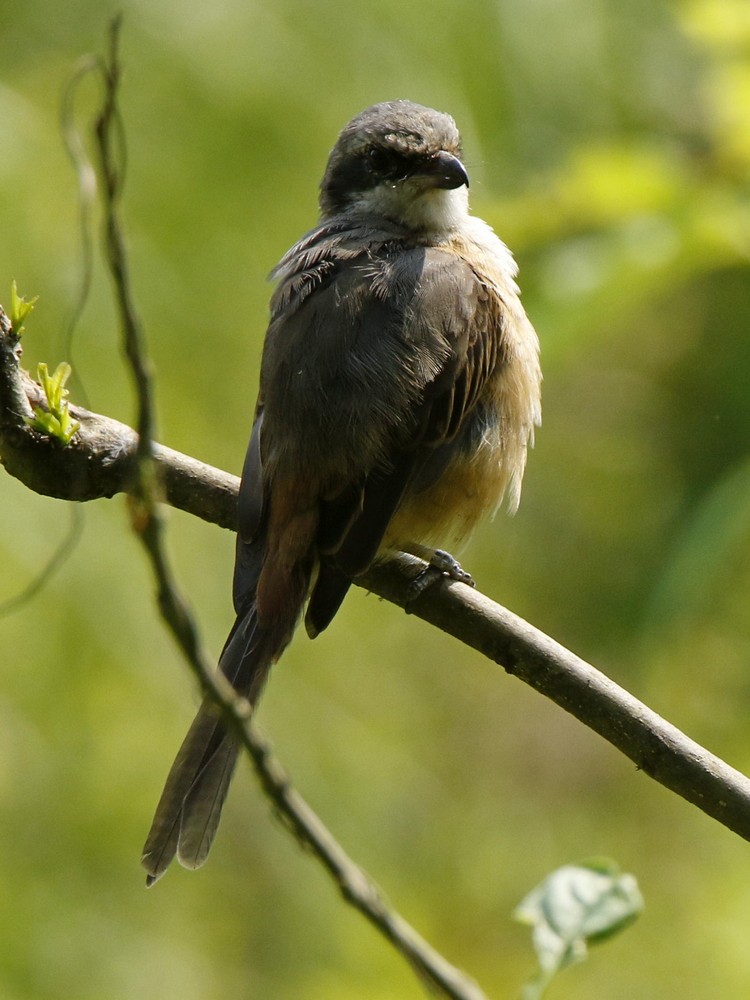 Large Woodshrike - ML100447561