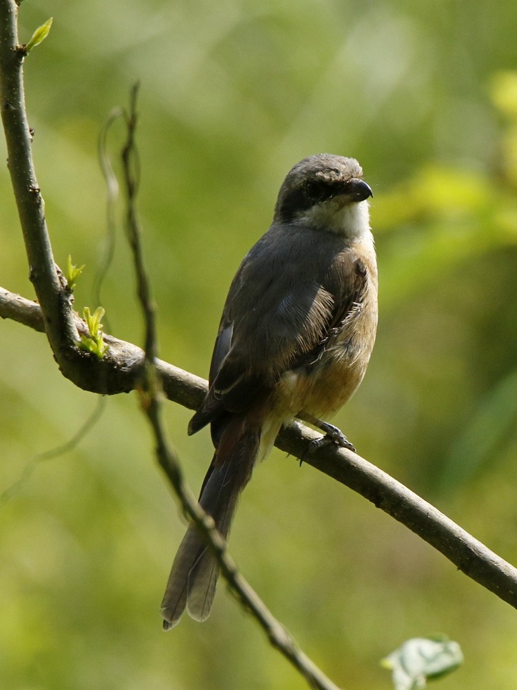 Large Woodshrike - ML100447571