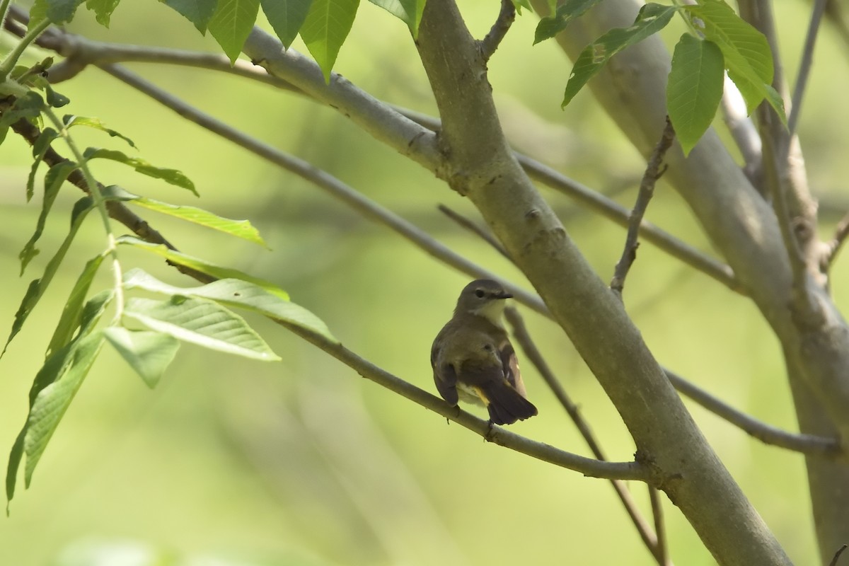 American Redstart - Donald Casavecchia