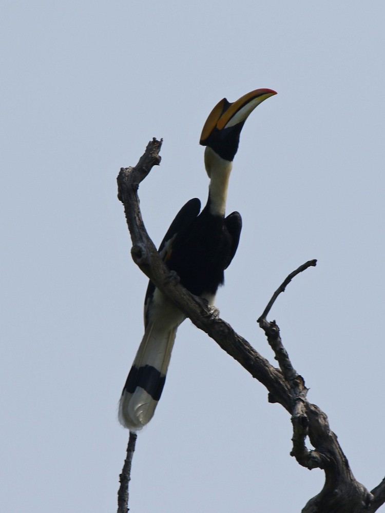 Great Hornbill - ML100448121