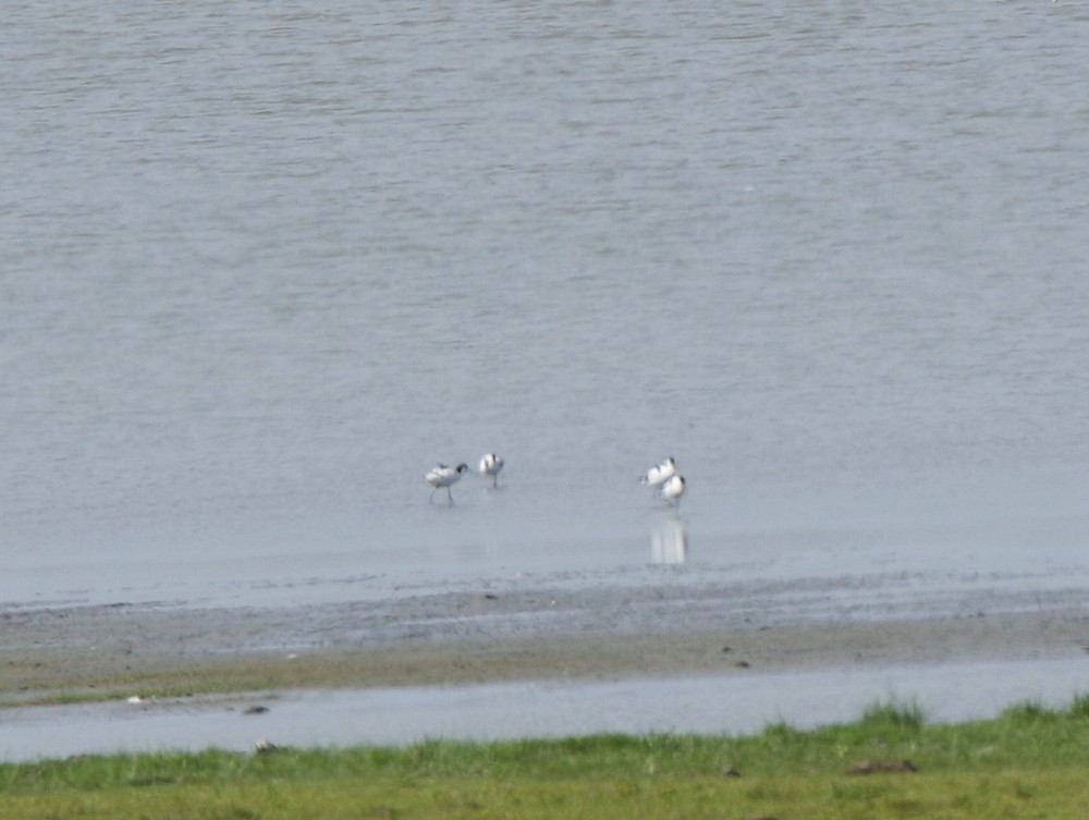 Pied Avocet - ML100448151