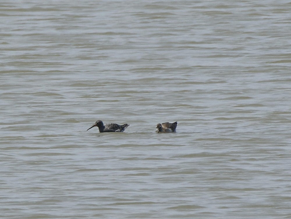 Spotted Redshank - ML100448181