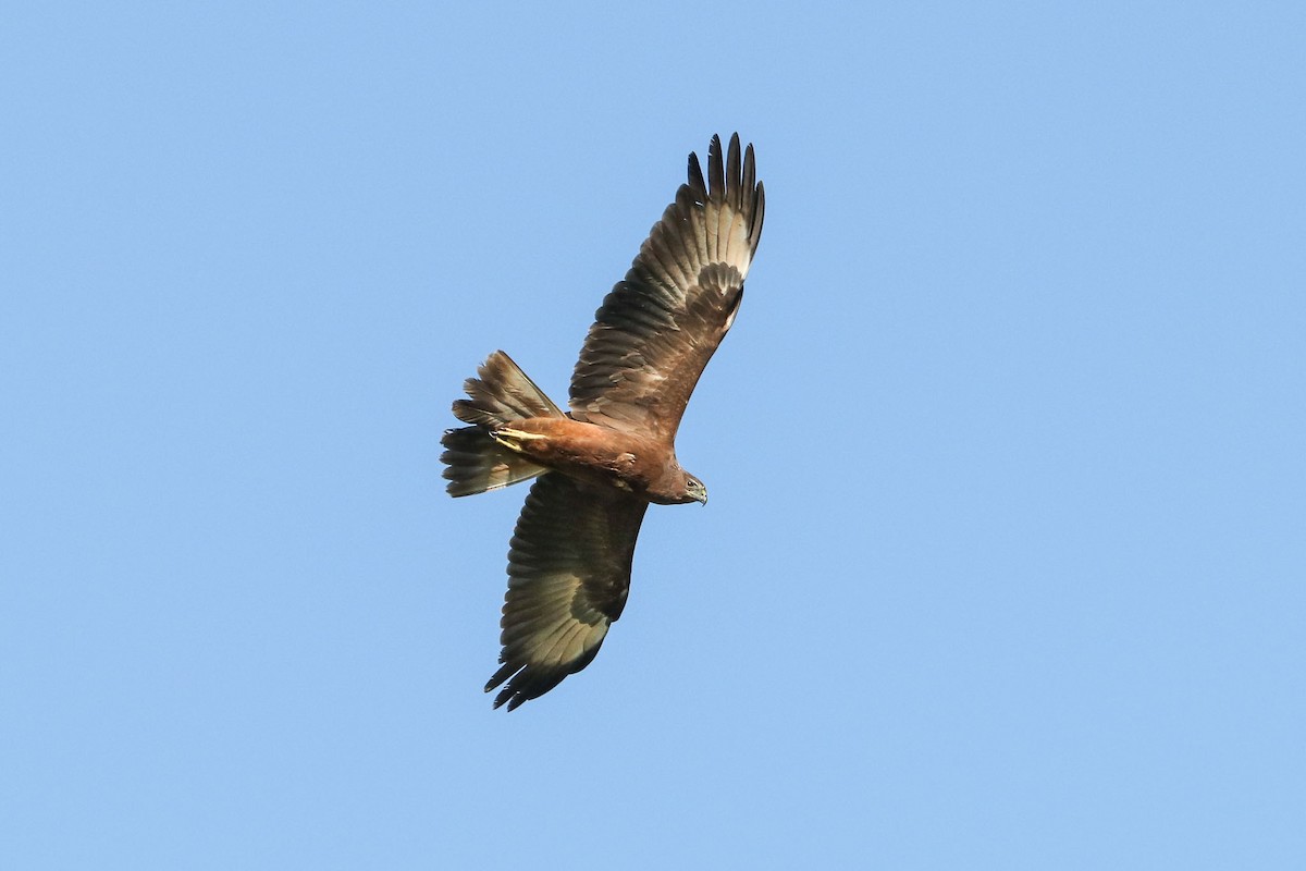 Swamp Harrier - ML100448411