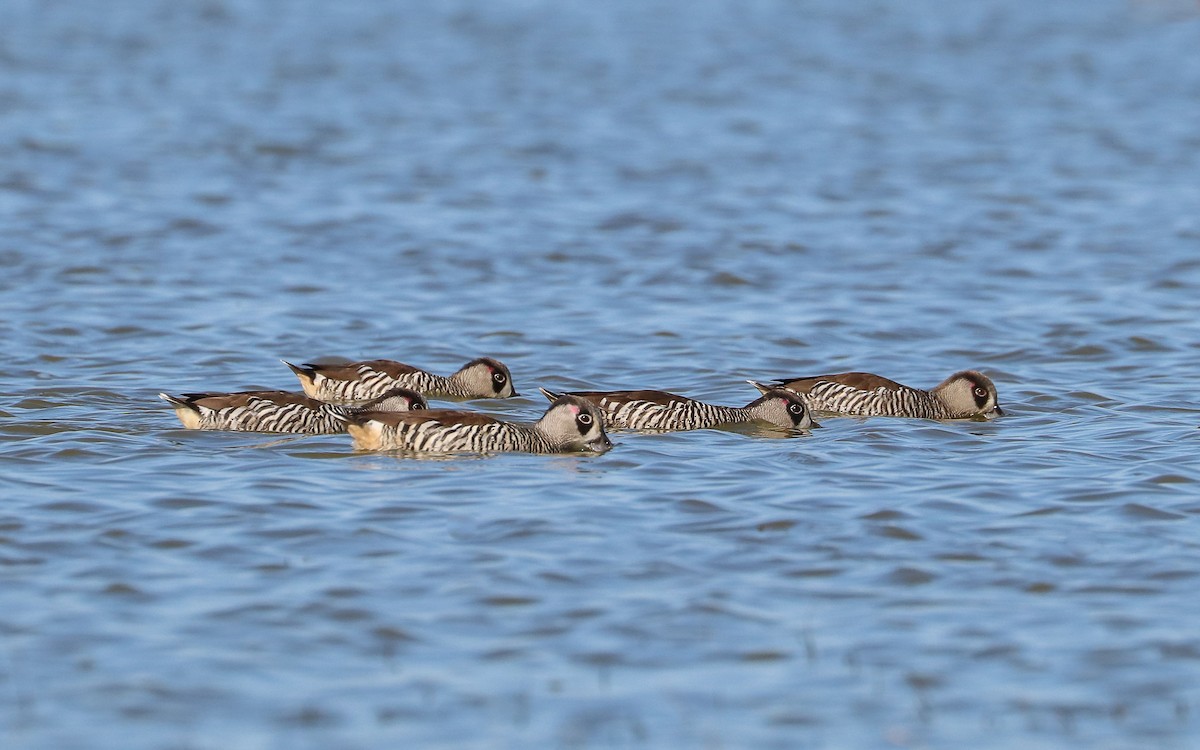 Pink-eared Duck - Ged Tranter
