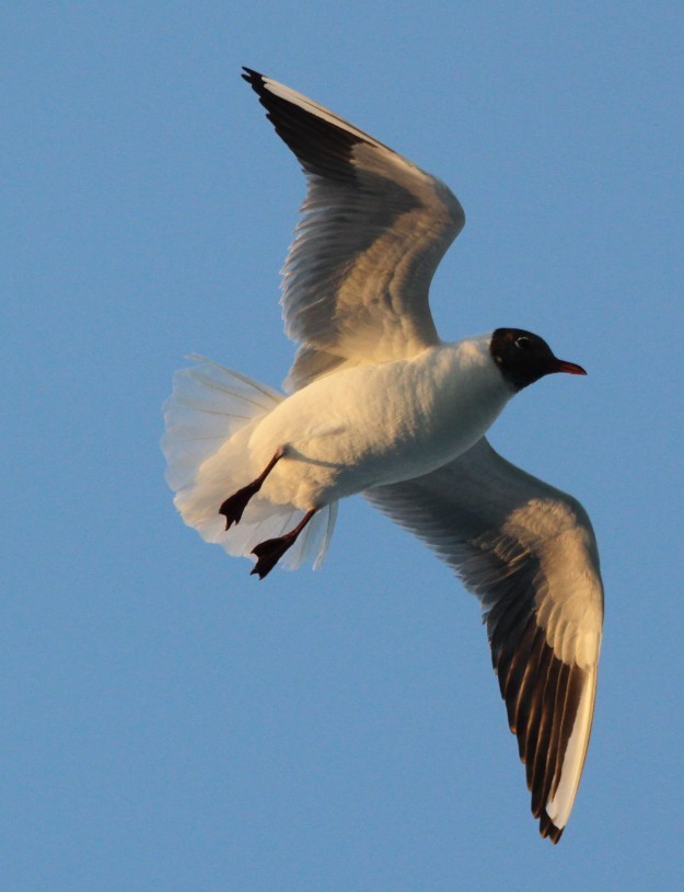 Black-headed Gull - Magen Pettit