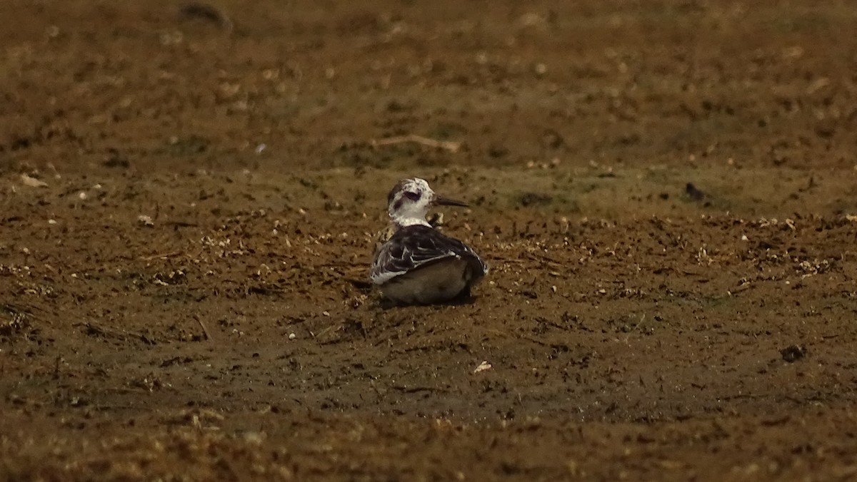 Red Phalarope - Pradnyavant Mane