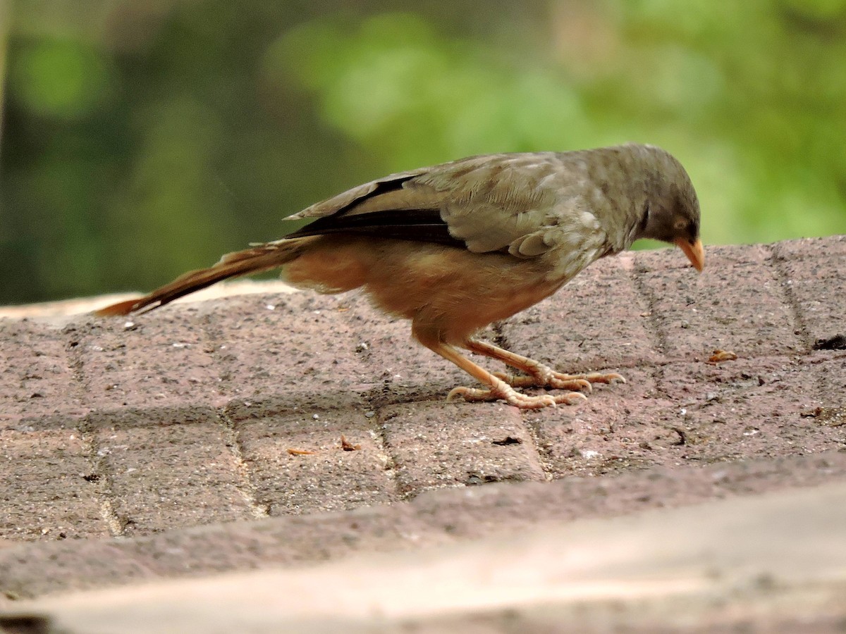 Jungle Babbler - ML100450421