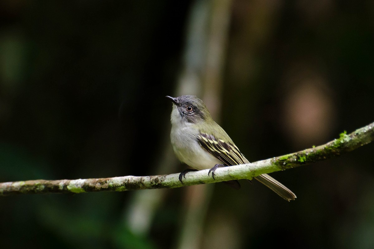 Gray-headed Elaenia - ML100450851