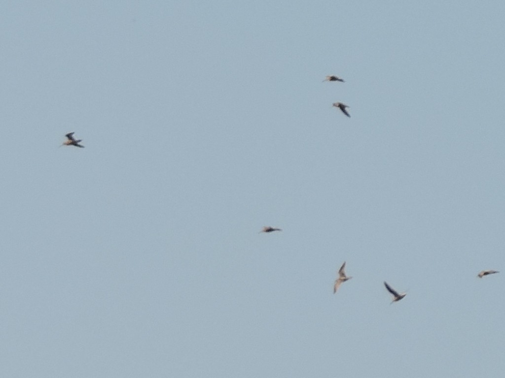 Short-billed/Long-billed Dowitcher - ML100451801