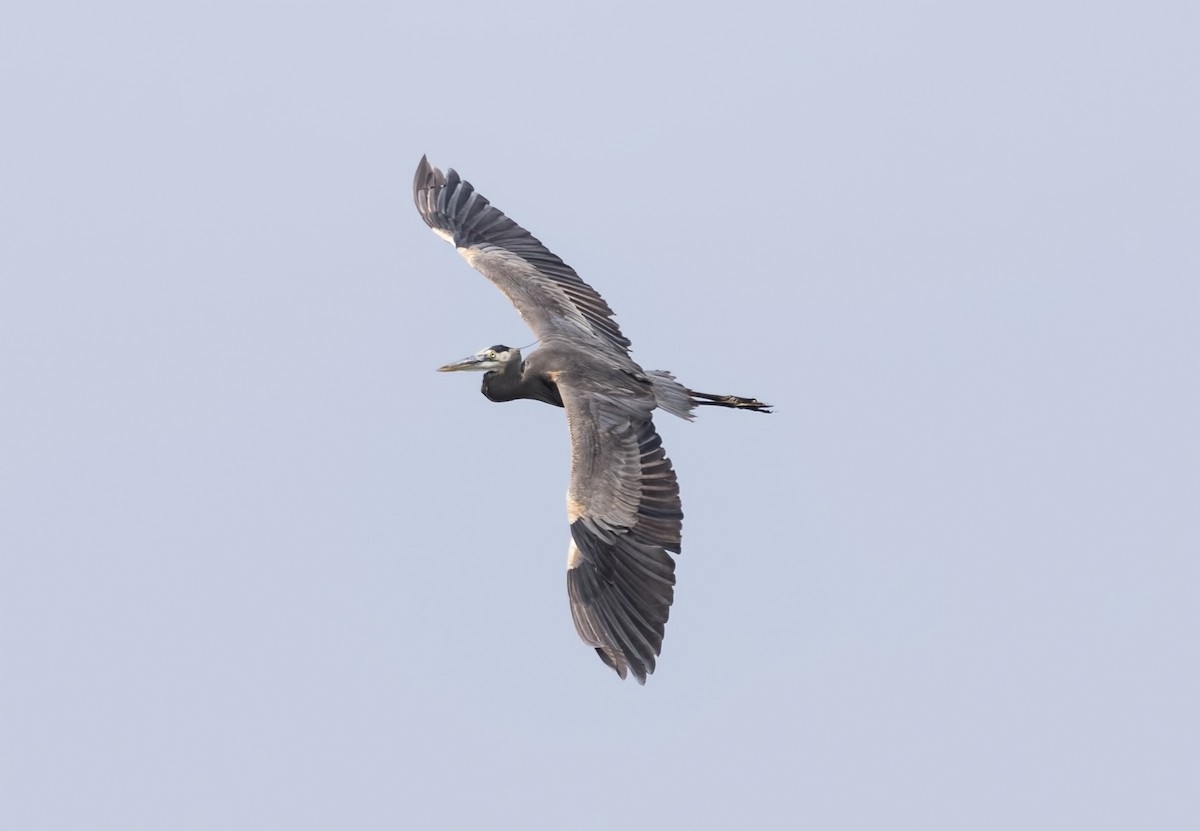 Great Blue Heron - ML100451981