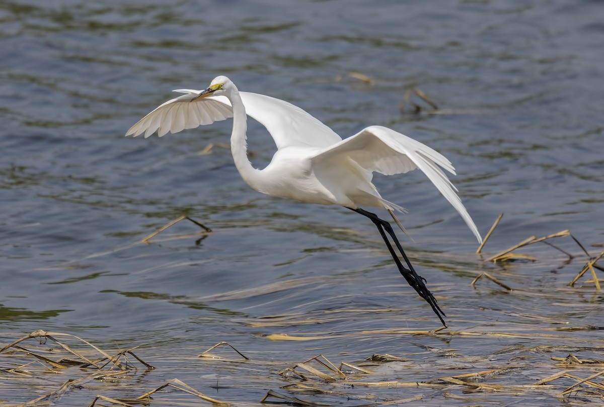 Grande Aigrette - ML100452061