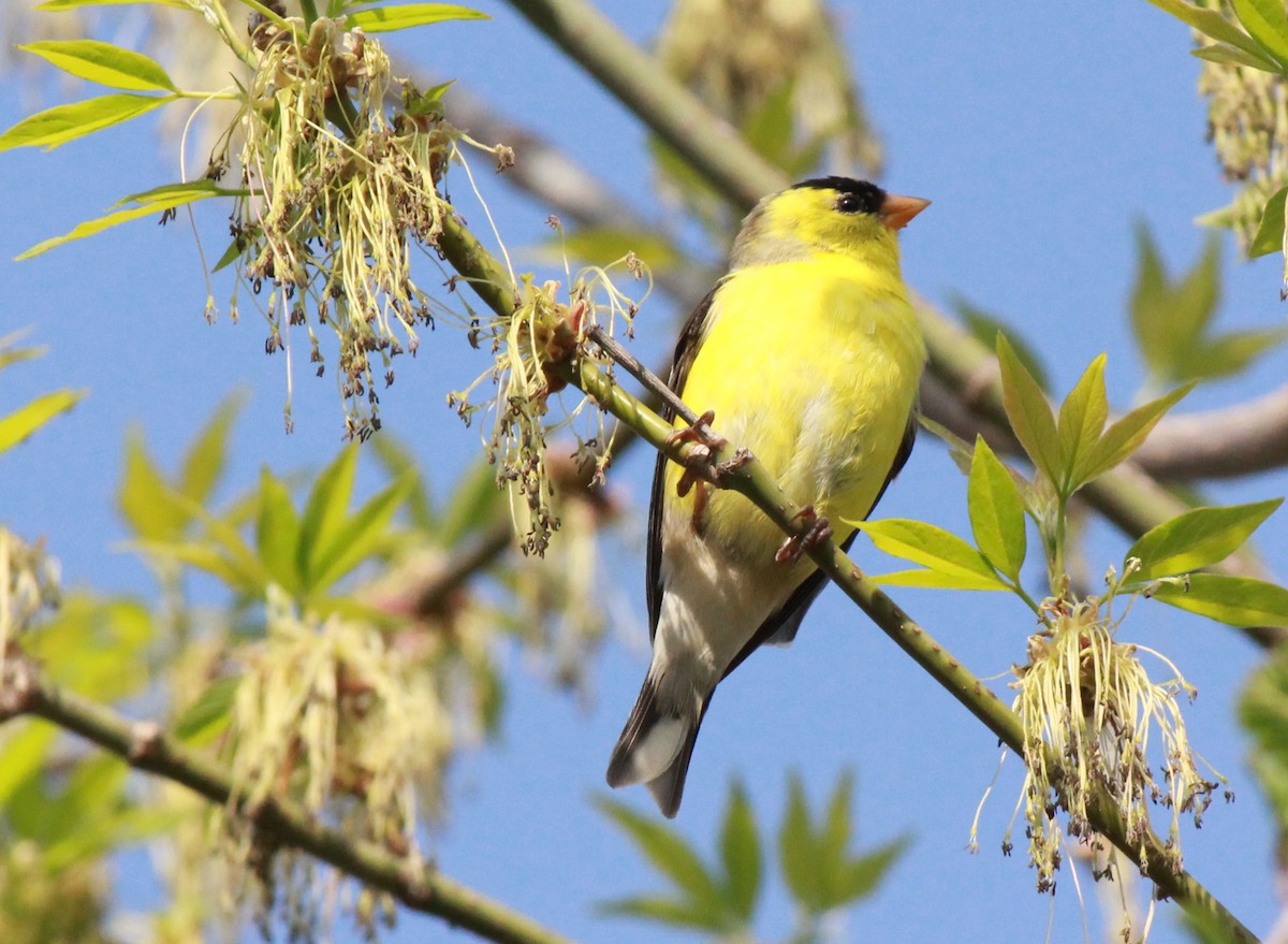 Chardonneret jaune - ML100453441