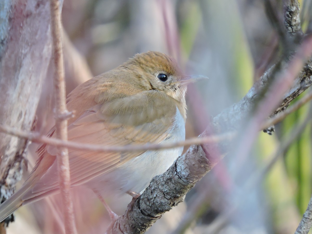 Veery - ML100453491