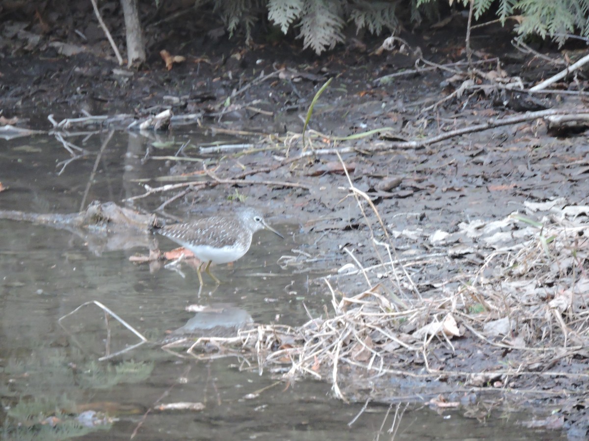 Solitary Sandpiper - ML100453991