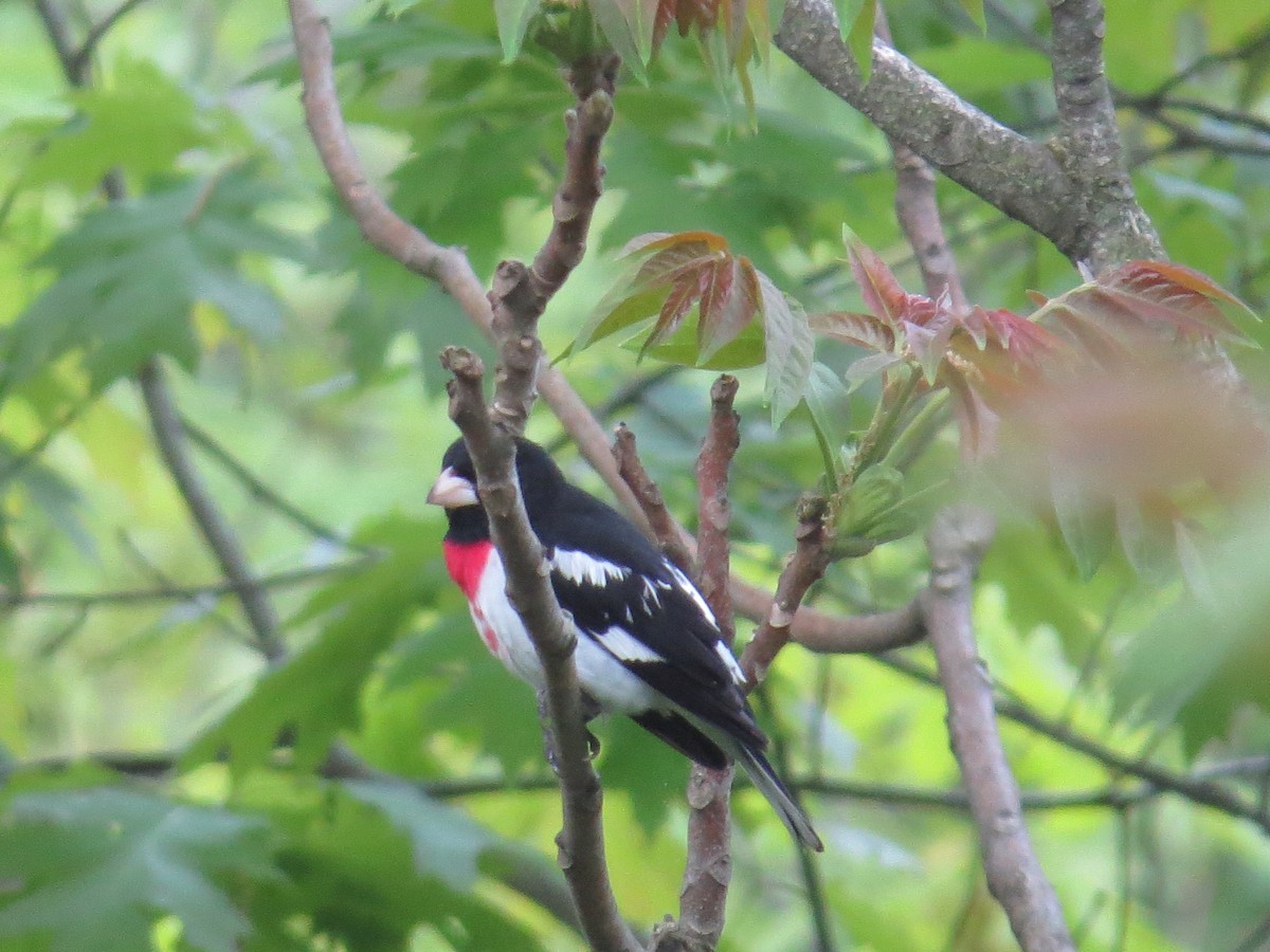 Rose-breasted Grosbeak - ML100454771